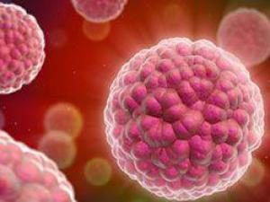 Японские ученые создали фрагменты ткани почки из индуцированных стволовых клеток НАУКА